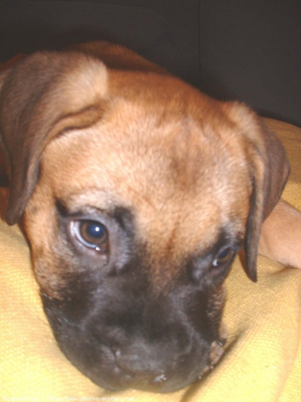 Photo de Bullmastiff