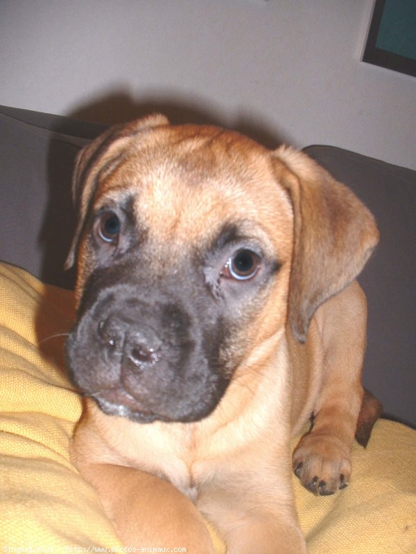 Photo de Bullmastiff