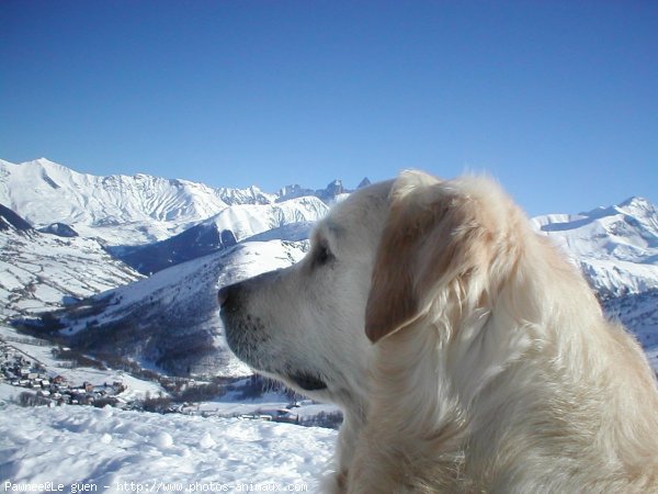 Photo de Golden retriever