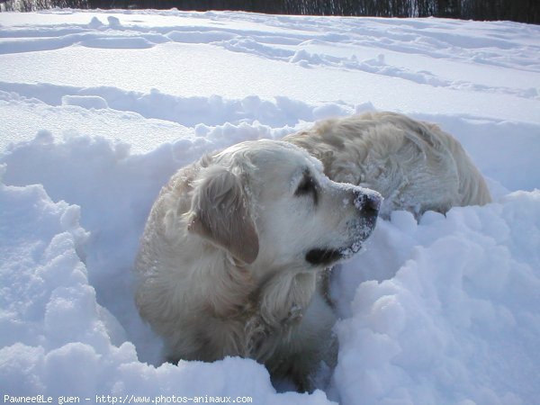 Photo de Golden retriever