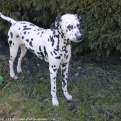 Photo de Dalmatien