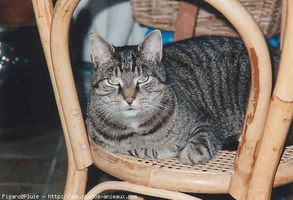 Photo de Chat domestique