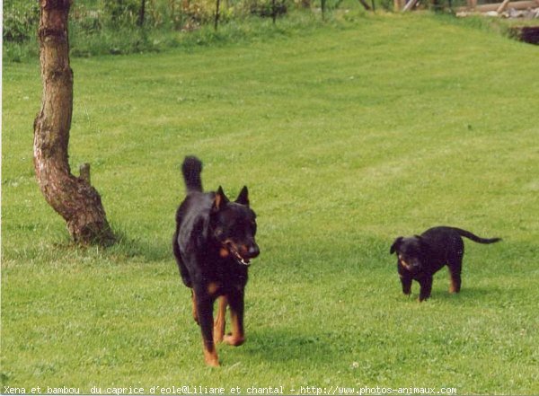 Photo de Berger de beauce