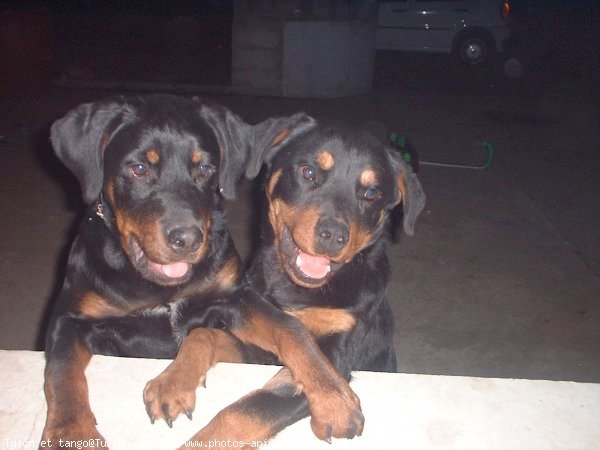 Photo de Rottweiler