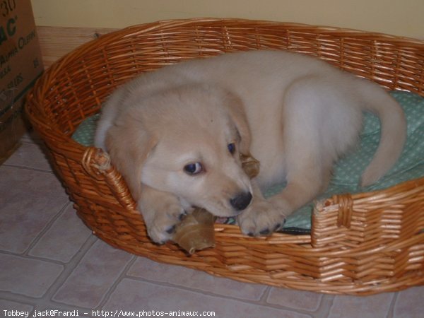 Photo de Labrador retriever