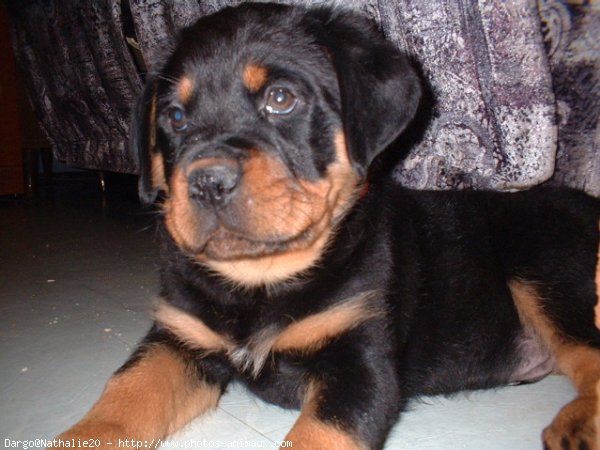 Photo de Rottweiler