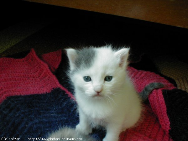 Photo de Chat domestique