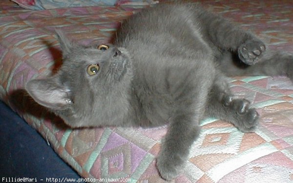 Photo de Chartreux