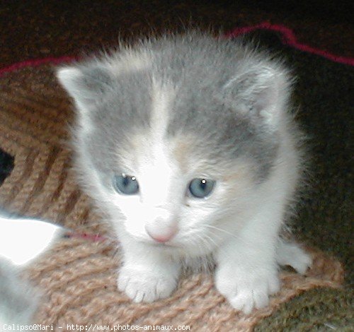 Photo de Chat domestique