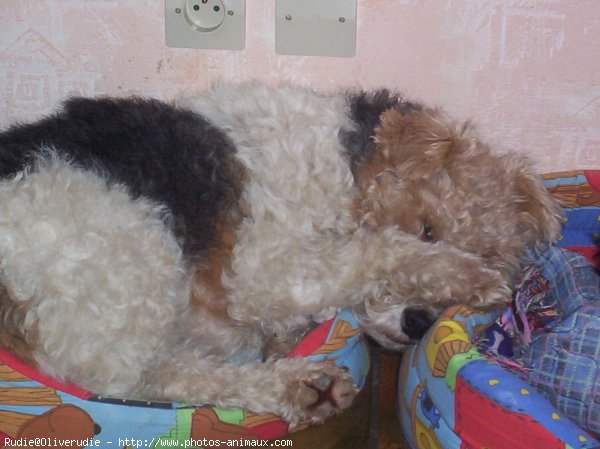 Photo de Fox terrier  poil dur