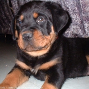 Photo de Rottweiler