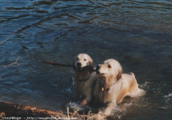 Photo de Golden retriever