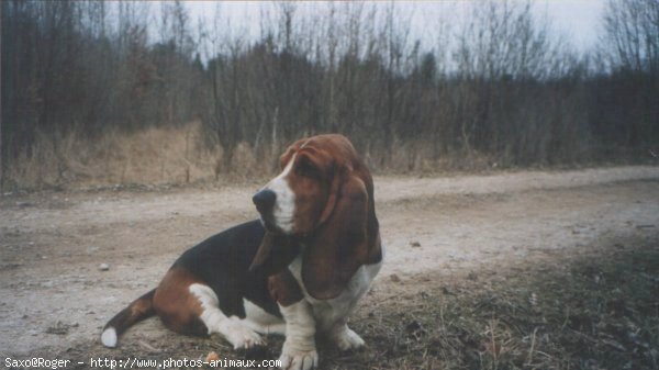 Photo de Basset hound