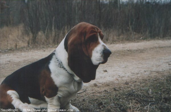 Photo de Basset hound