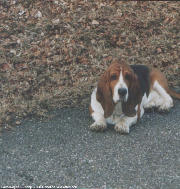 Photo de Basset hound