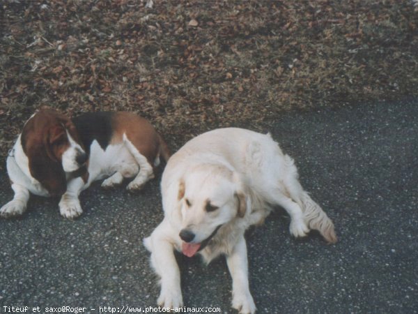 Photo de Races diffrentes