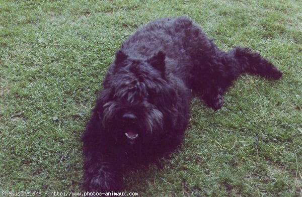 Photo de Bouvier des flandres