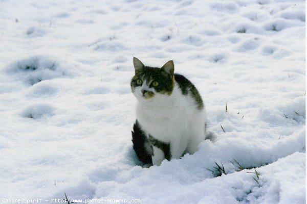 Photo de Chat domestique