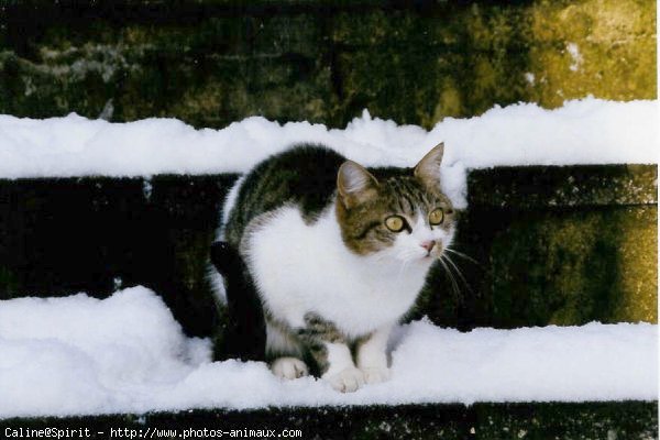 Photo de Chat domestique