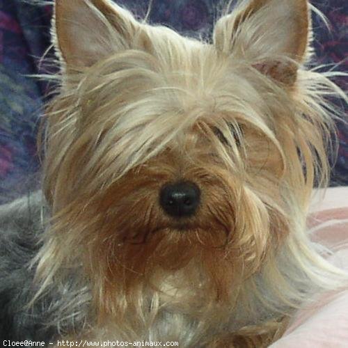 Photo de Yorkshire terrier