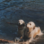 Photo de Golden retriever