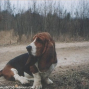 Photo de Basset hound