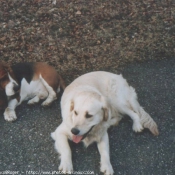 Photo de Races diffrentes