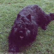 Photo de Bouvier des flandres