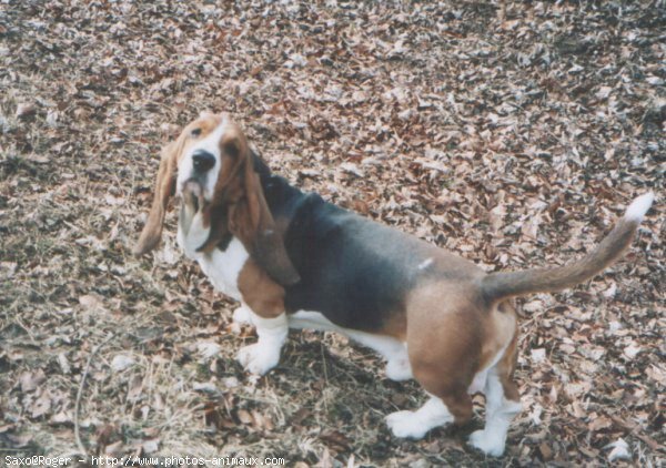 Photo de Basset hound