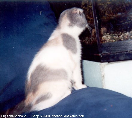 Photo de Scottish fold