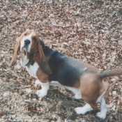 Photo de Basset hound