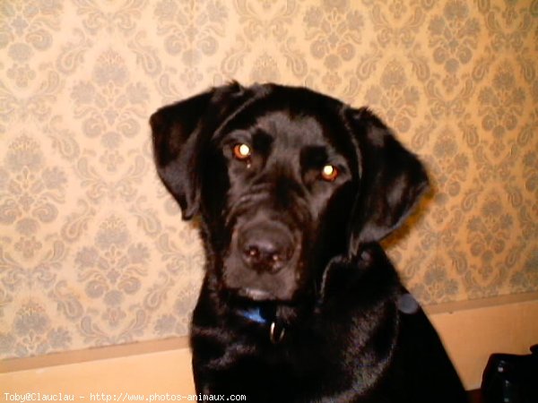 Photo de Labrador retriever