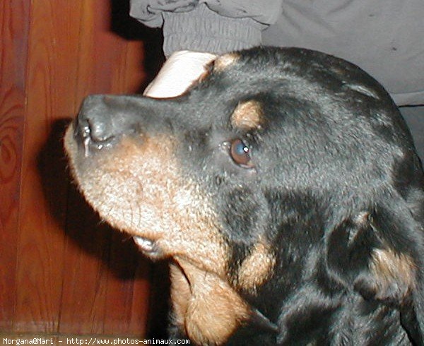 Photo de Rottweiler