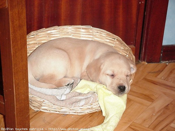 Photo de Labrador retriever