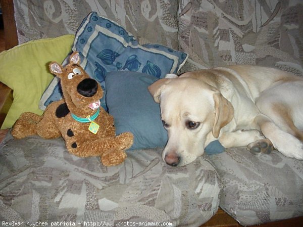 Photo de Labrador retriever