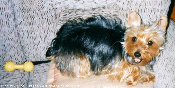 Photo de Yorkshire terrier