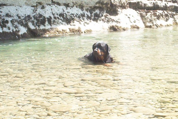 Photo de Rottweiler