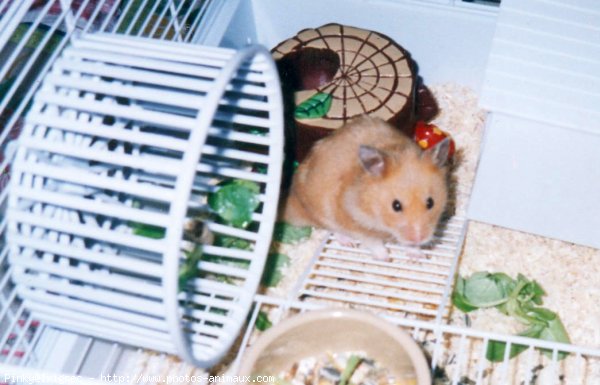 Photo de Hamster