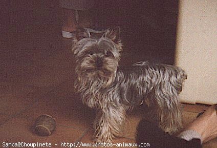 Photo de Yorkshire terrier