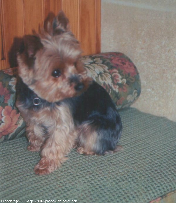 Photo de Yorkshire terrier