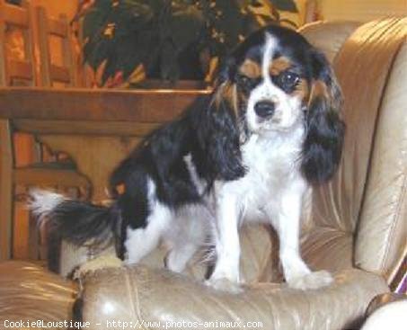 Photo de Cavalier king charles spaniel