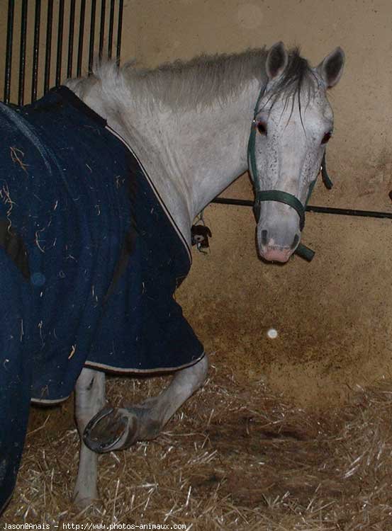 Photo de Poney franais de selle