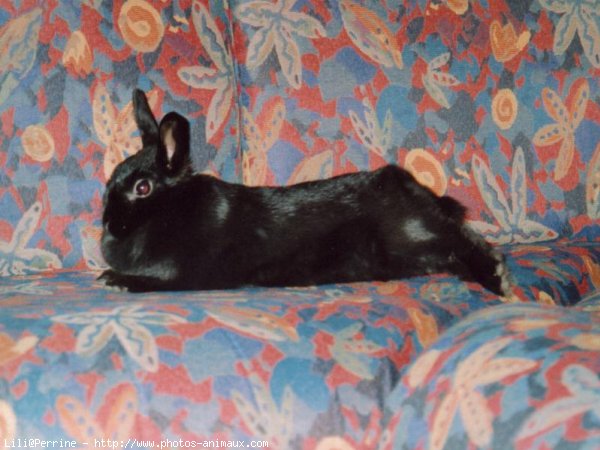 Photo de Lapin