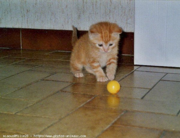 Photo de Chat domestique