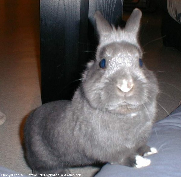 Photo de Lapin