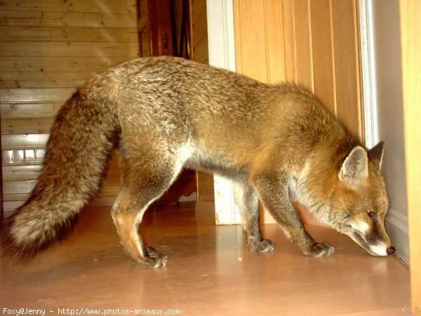 Photo de Renard