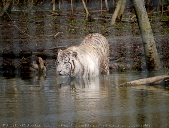 Photo de Tigre