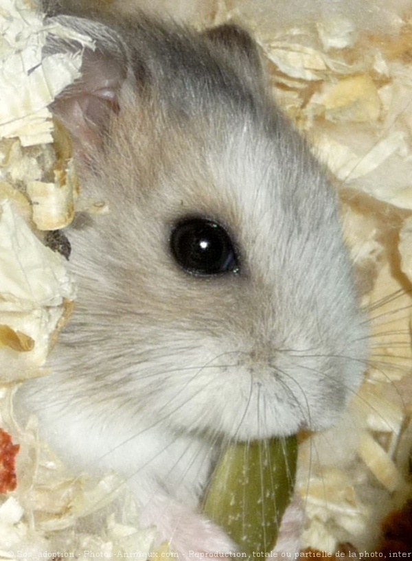 Photo de Hamster