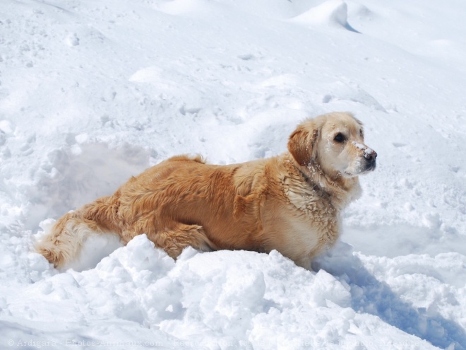 Photo de Golden retriever