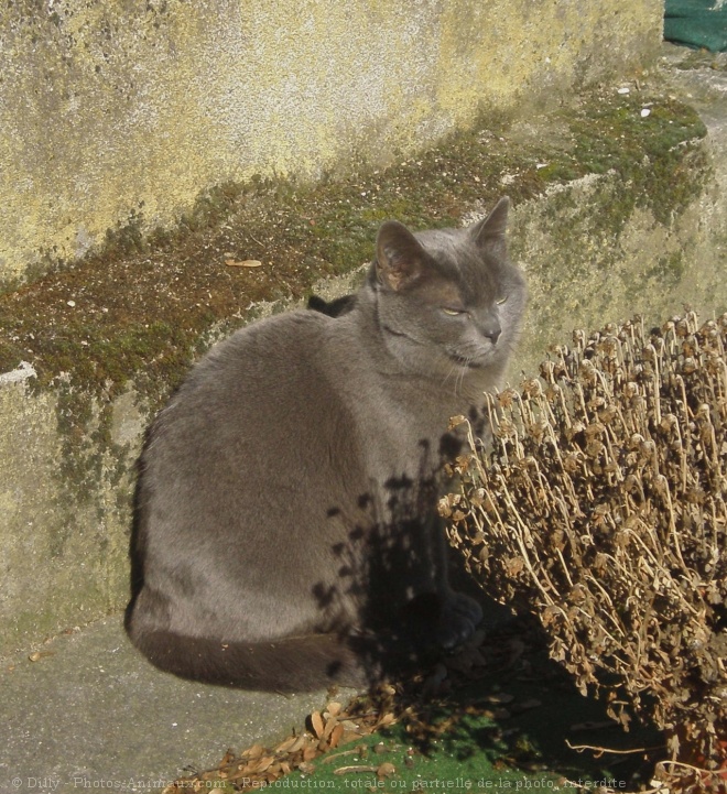 Photo de Chat domestique